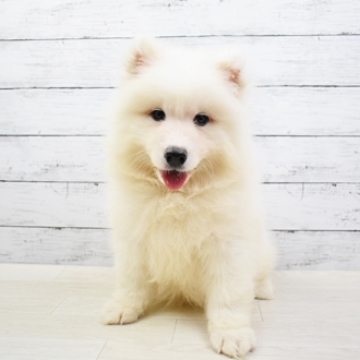 サモエド ホワイト 女の子のご紹介 1426 ペットショップ 犬の家