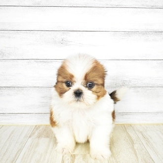シーズーの寿命と気をつけたい病気について 犬図鑑 犬の家 猫の里
