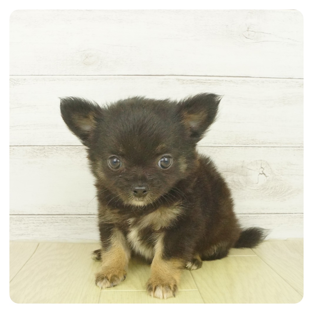 チワワ ロング ブラック タン 男の子のご紹介 ペットショップ 犬の家 猫の里 子犬だけでなく子猫の情報もたくさん