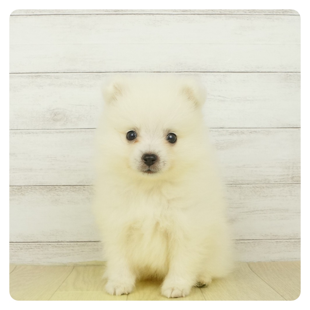 日本スピッツ ホワイト 男の子のご紹介 ペットショップ 犬の家 猫の里 子犬だけでなく子猫の情報もたくさん