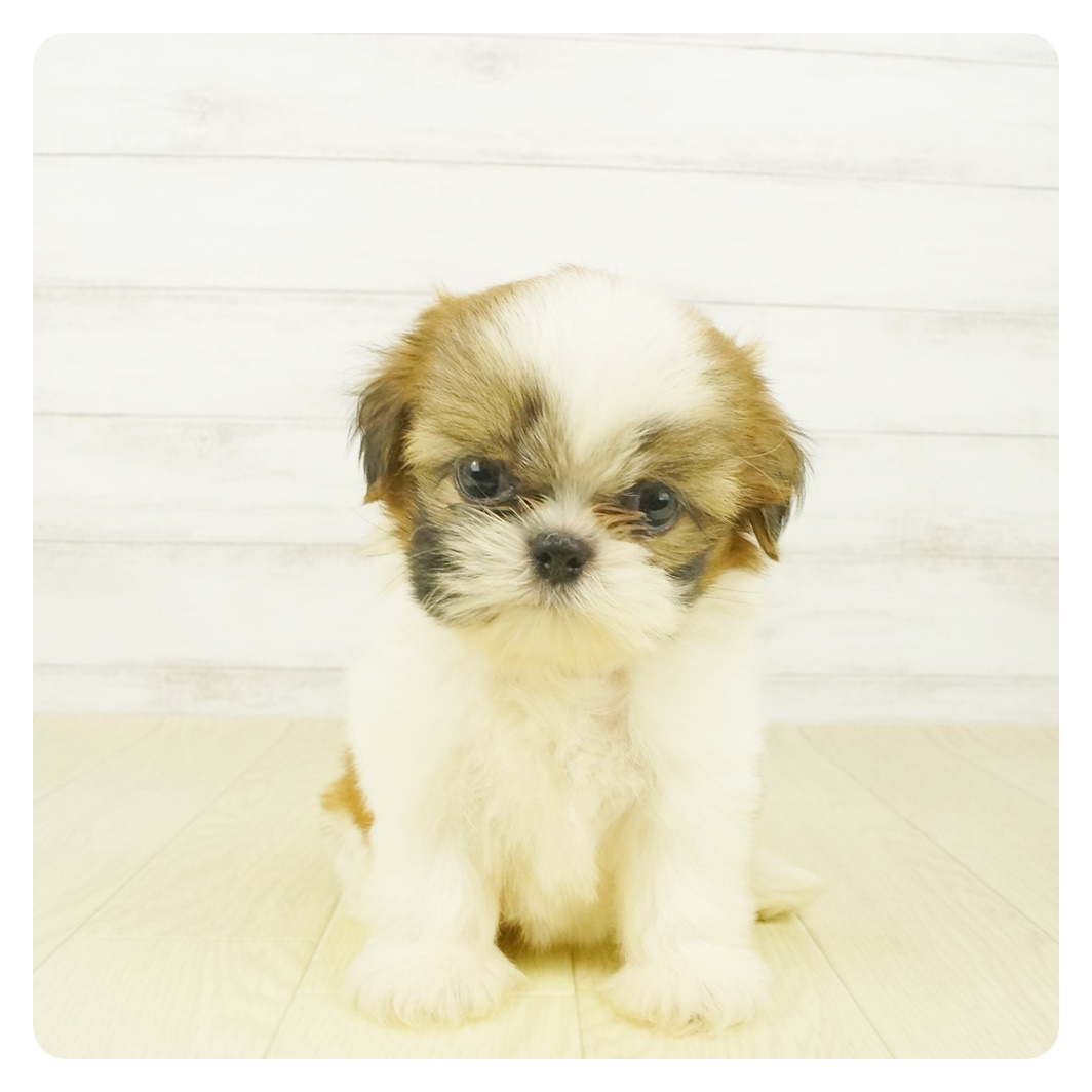 シーズーの寿命と気をつけたい病気について 犬図鑑 犬の家 猫の里