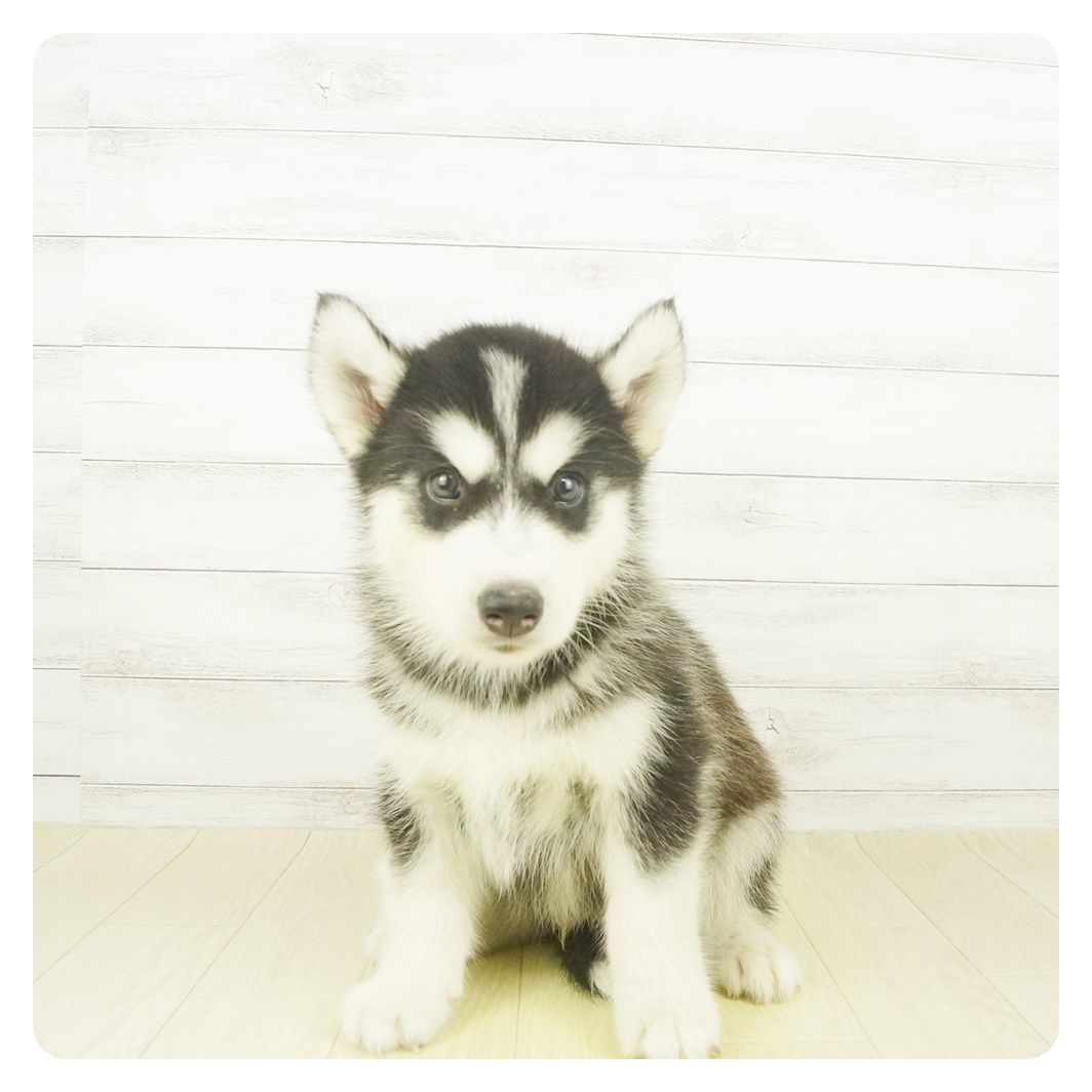 シベリアンハスキー ブラック ホワイト 男の子のご紹介 ペットショップ 犬の家