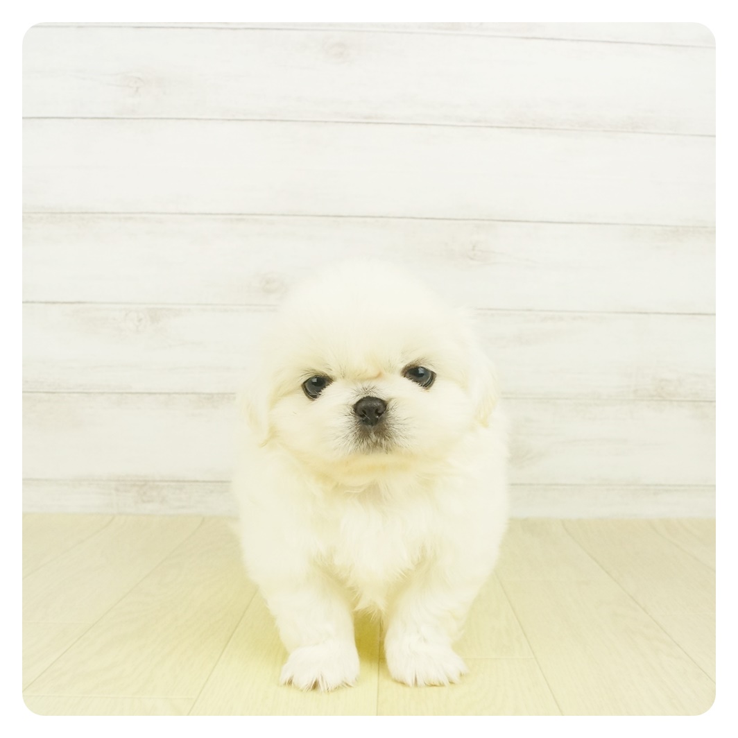 ペキニーズ ホワイト 女の子のご紹介 ペットショップ 犬の家 猫の里 子犬だけでなく子猫の情報もたくさん ペキニーズ ホワイト 女の子のご紹介 ペットショップ 犬の家 猫の里 子犬だけでなく子猫の情報もたくさん