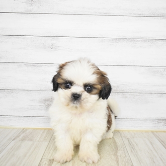 シーズーの寿命と気をつけたい病気について 犬図鑑 犬の家 猫の里