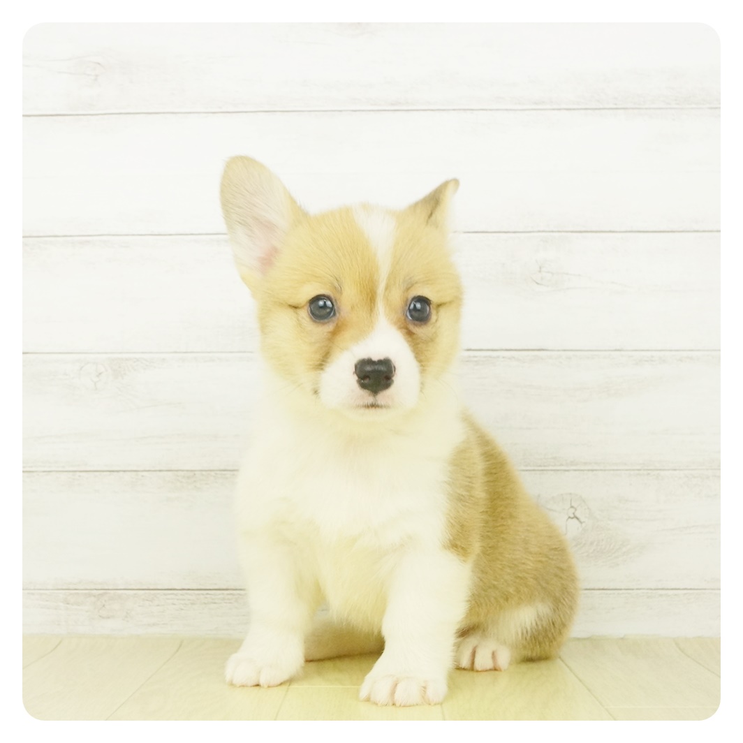 コーギーの寿命となりやすい病気について 犬図鑑 犬の家 猫の里