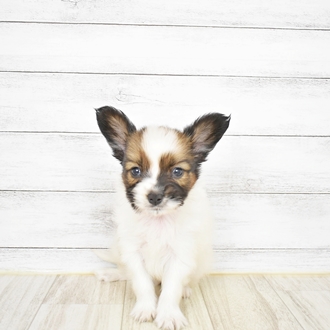 パピヨンの特徴や性格について紹介します 犬図鑑 犬の家 猫の里