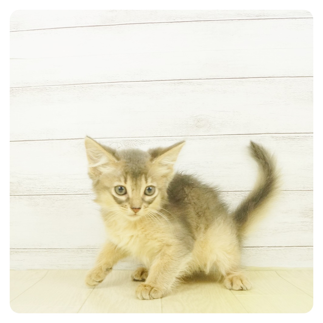 ソマリ ブルー 女の子のご紹介 ペットショップ 犬の家