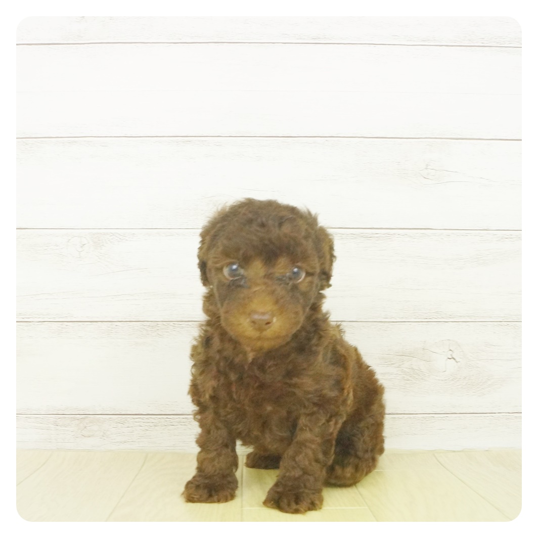 トイ プードル ブラウン 男の子のご紹介 ペットショップ 犬の家