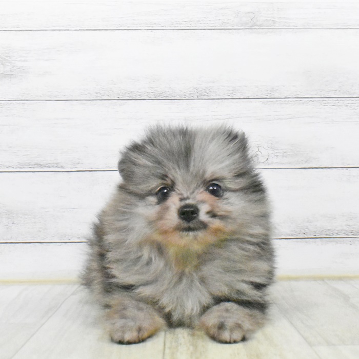 ポメラニアン ブルーマール 女の子のご紹介 ペットショップ 犬の家 猫の里 子犬だけでなく子猫の情報もたくさん