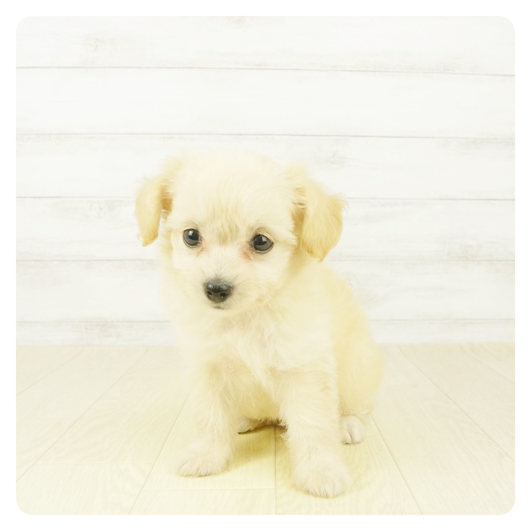 ハーフ犬 クリーム 女の子のご紹介 ペットショップ 犬の家