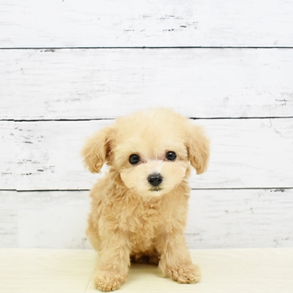 ティーカッププードルの寿命と気を付けたい病気 犬図鑑 犬の家 猫の里