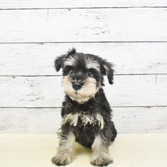 ミニチュア シュナウザー ブラック シルバー 女の子のご紹介 ペットショップ 犬の家 猫の里 子犬だけでなく子猫の情報もたくさん