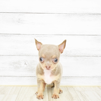 チワワ スムース イザベラ タン 女の子のご紹介 ペットショップ 犬の家 猫の里 子犬だけでなく子猫の情報もたくさん