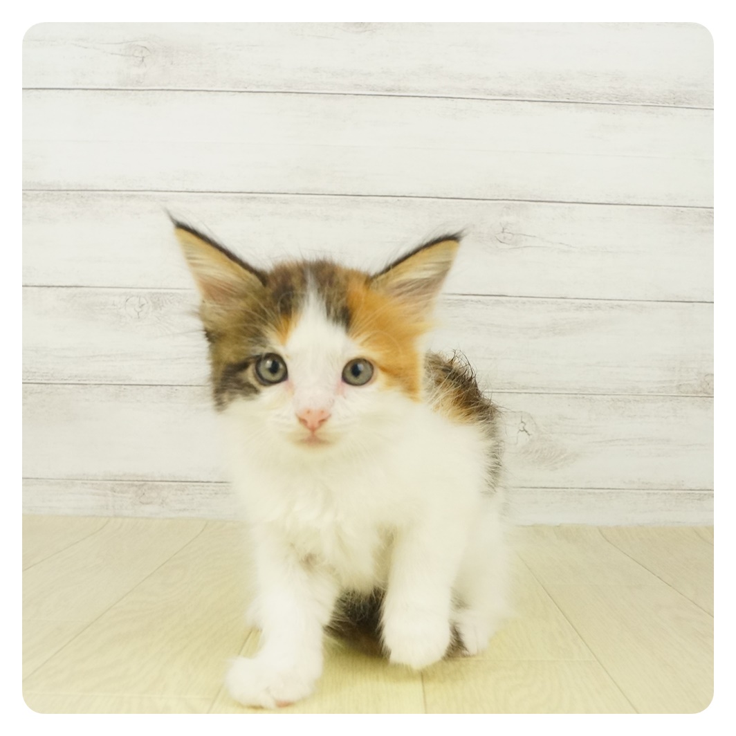 メインクーン ブラウンパッチドタビー ホワイト 女の子のご紹介 ペットショップ 犬の家 猫の里 子犬だけでなく子猫の情報もたくさん
