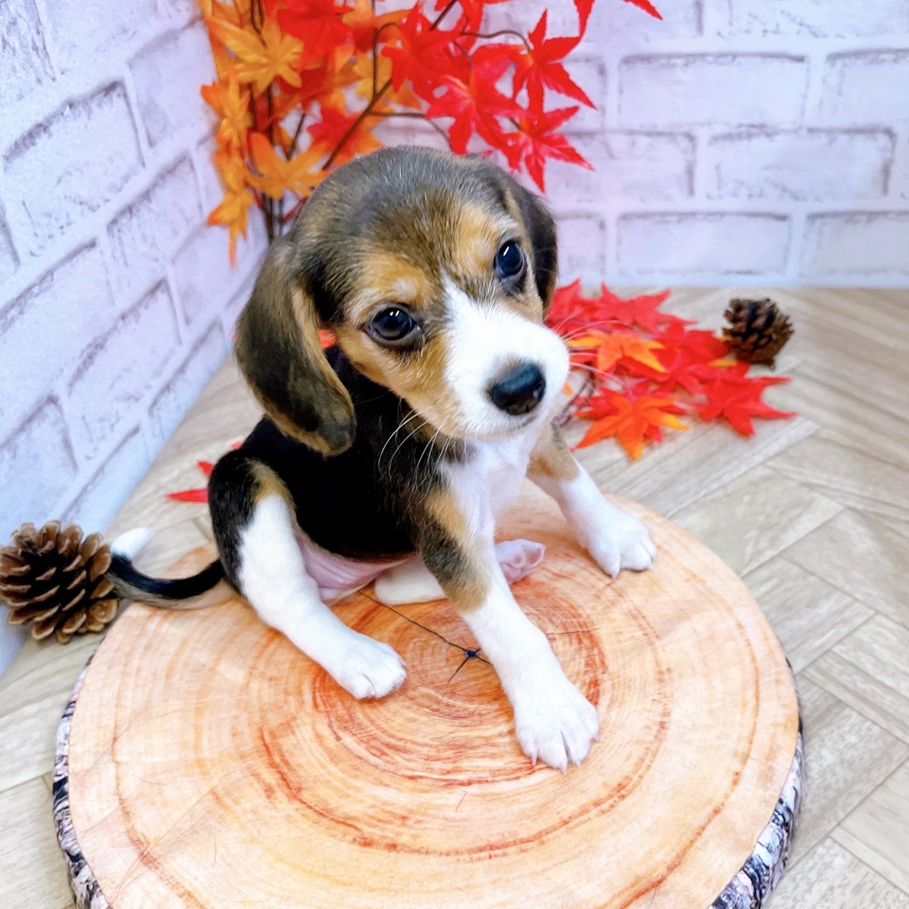ビーグルの子犬一覧 ペットショップ 犬の家 猫の里 子犬だけでなく子猫の情報もたくさん