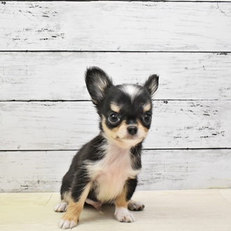 チワワ ロング ブラック タン ホワイト 男の子のご紹介 ペットショップ 犬の家 猫の里 子犬だけでなく子猫の情報もたくさん