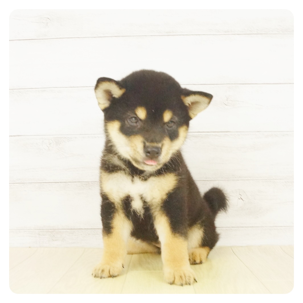 柴 黒 女の子のご紹介 ペットショップ 犬の家 猫の里 子犬だけでなく子猫の情報もたくさん