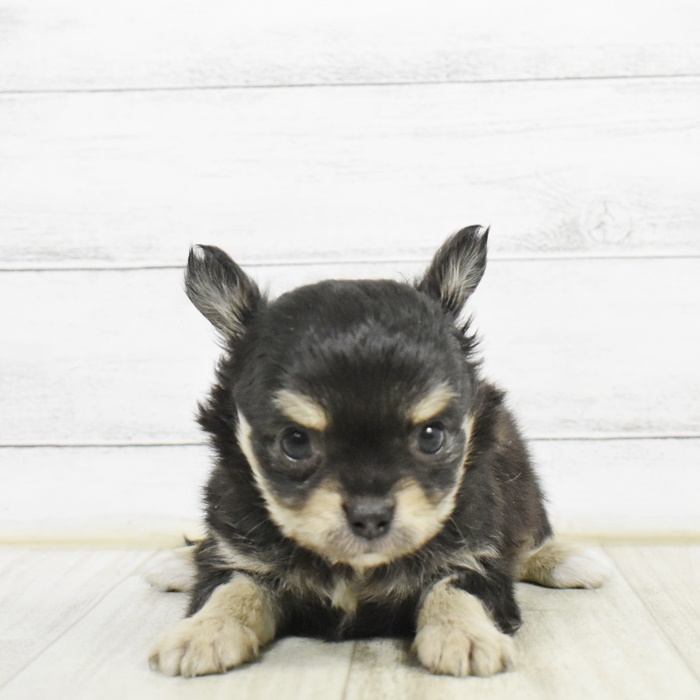 赤ちゃん 仔犬チワワの飼い方としつけ方を解説 犬図鑑 犬の家 猫の里