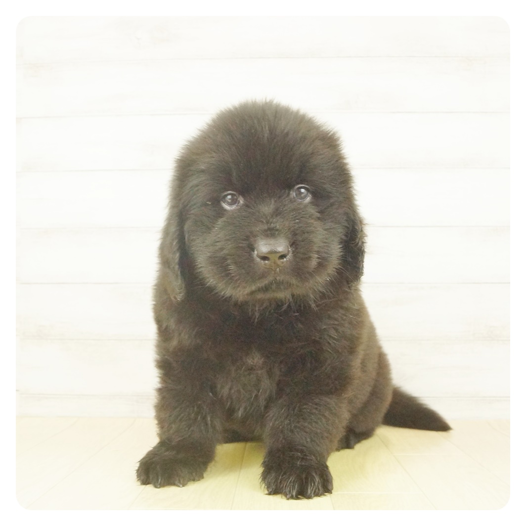 ニューファンドランド ブラック 男の子のご紹介 ペットショップ 犬の家 猫の里 子犬だけでなく子猫の情報もたくさん