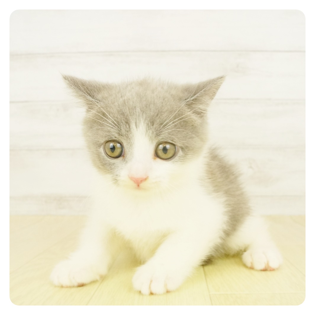 ブリティッシュ ショートヘア ブルー ホワイト 男の子のご紹介 ペットショップ 犬の家 猫の里 子犬だけでなく子猫の情報もたくさん