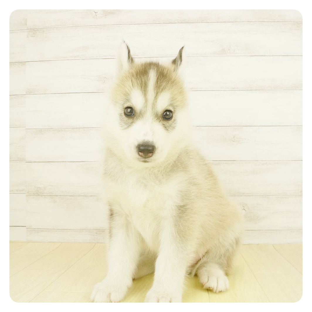 シベリアンハスキーはなぜオッドアイが多い ペットショップ 犬の家 猫の里 子犬だけでなく子猫の情報もたくさん