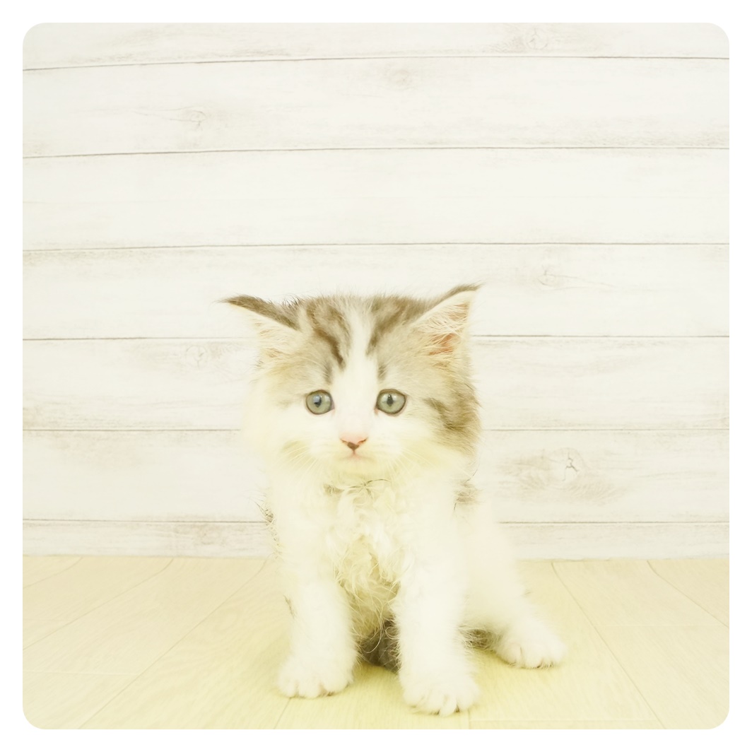 スコティッシュ ストレート シルバータビー ホワイト 女の子のご紹介 1456 ペットショップ 犬の家 猫の里 子犬だけでなく子猫の情報もたくさん