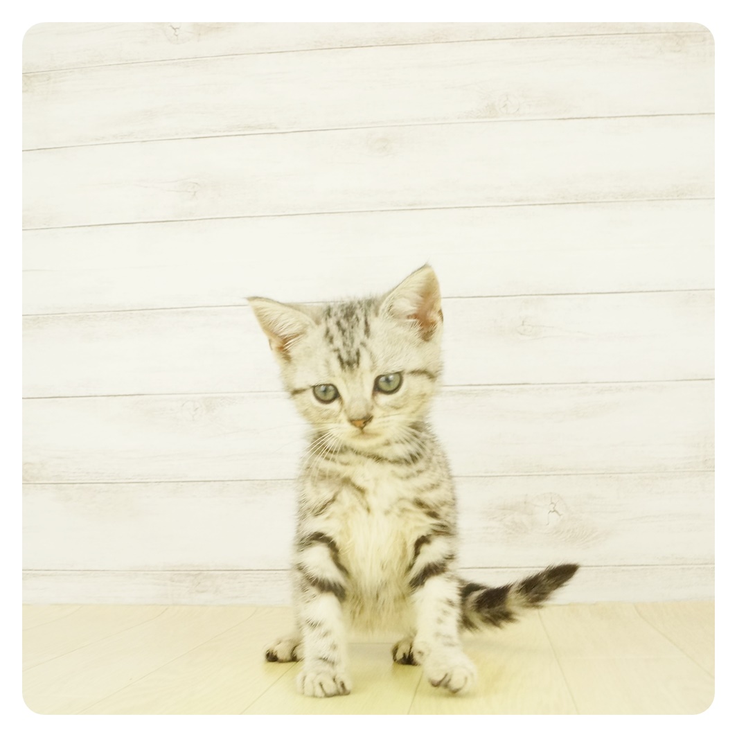 アメリカン ショートヘアー シルバータビー 女の子のご紹介 ペットショップ 犬の家 猫の里 子犬だけでなく子猫の情報もたくさん