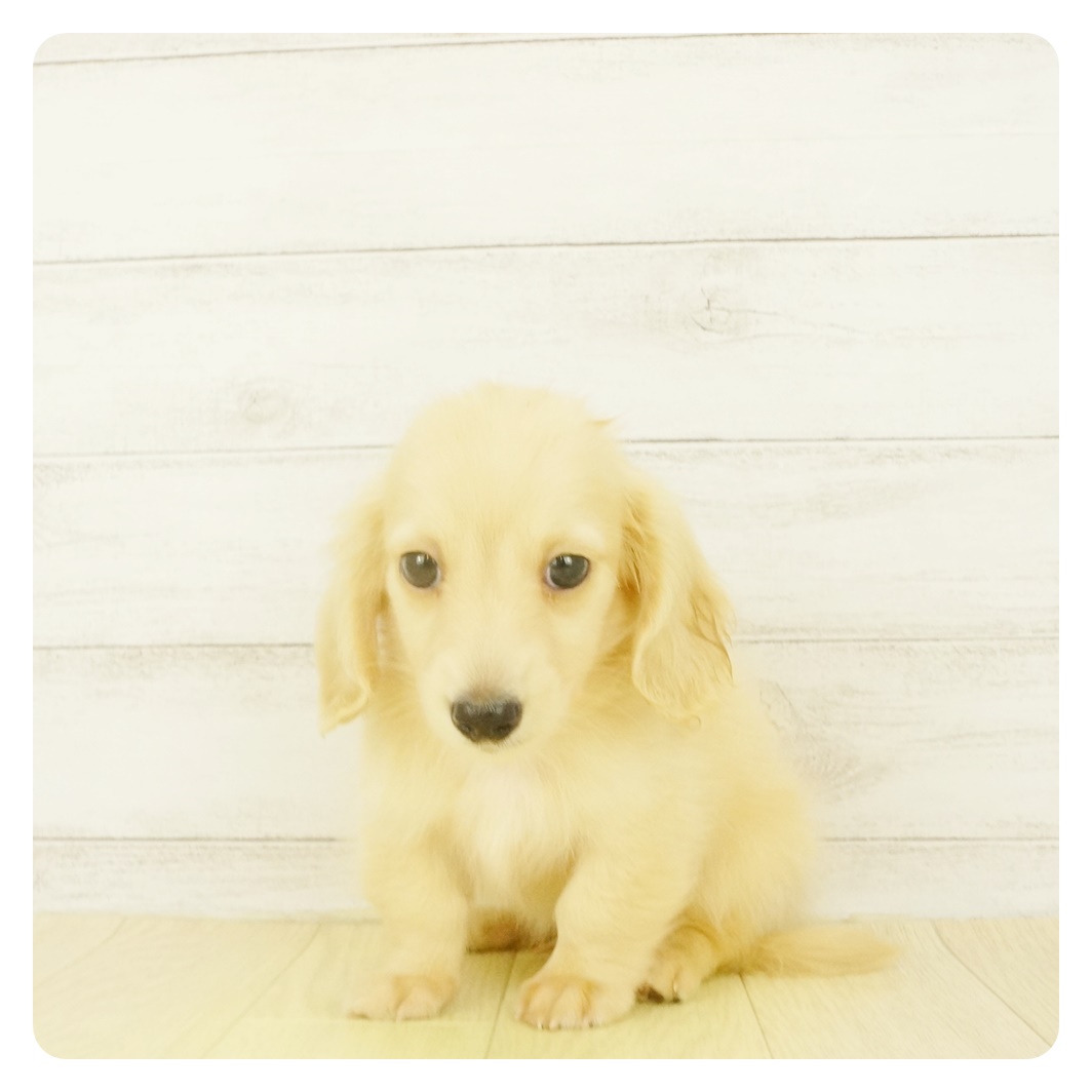 カニンヘン ダックスフンド ロング イエロー 男の子のご紹介 1452 ペットショップ 犬の家 猫の里 子犬だけでなく子猫の情報もたくさん