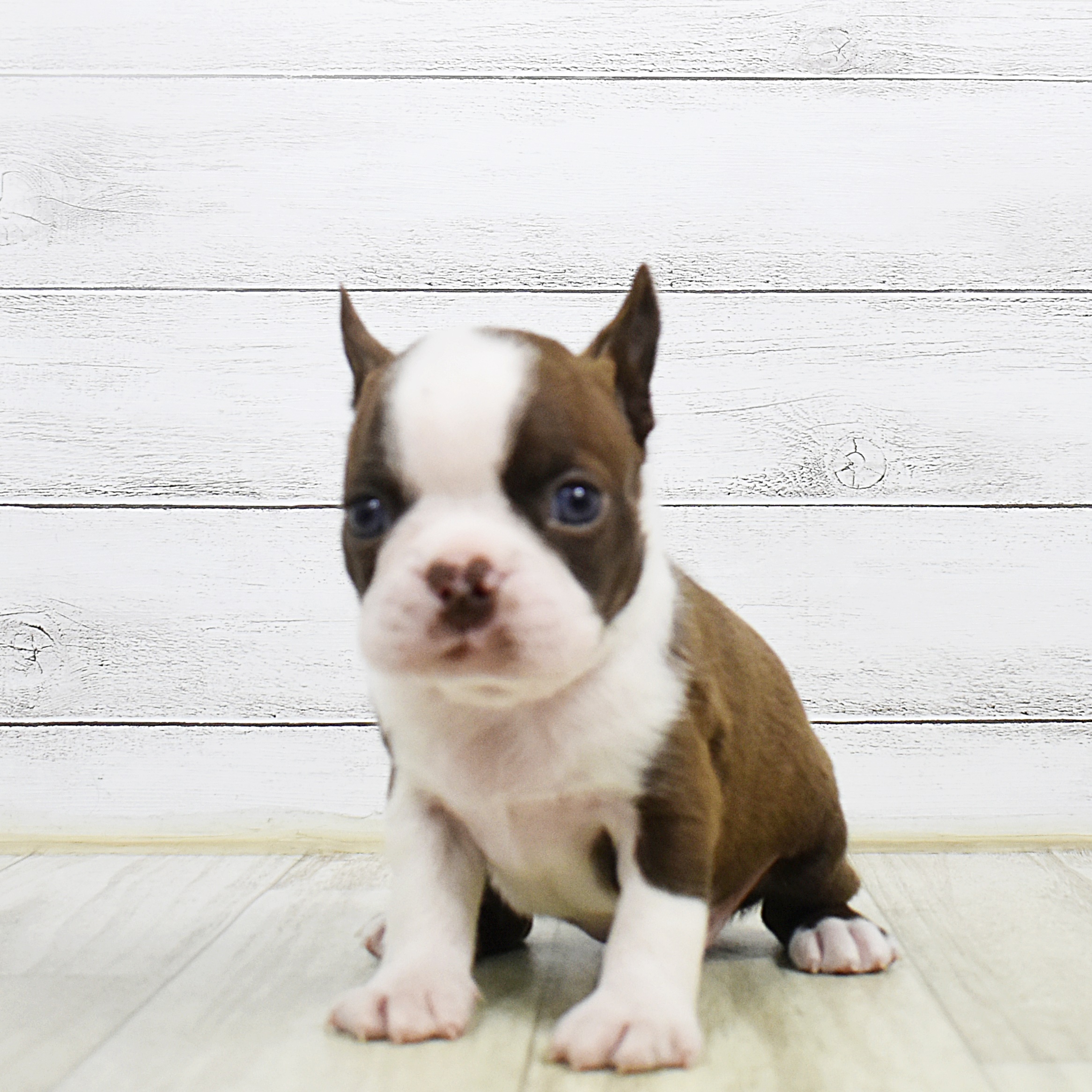 ボストンテリアは斜視が多い 心配しなくて大丈夫 ペットショップ 犬の家 猫の里 子犬だけでなく子猫の情報もたくさん