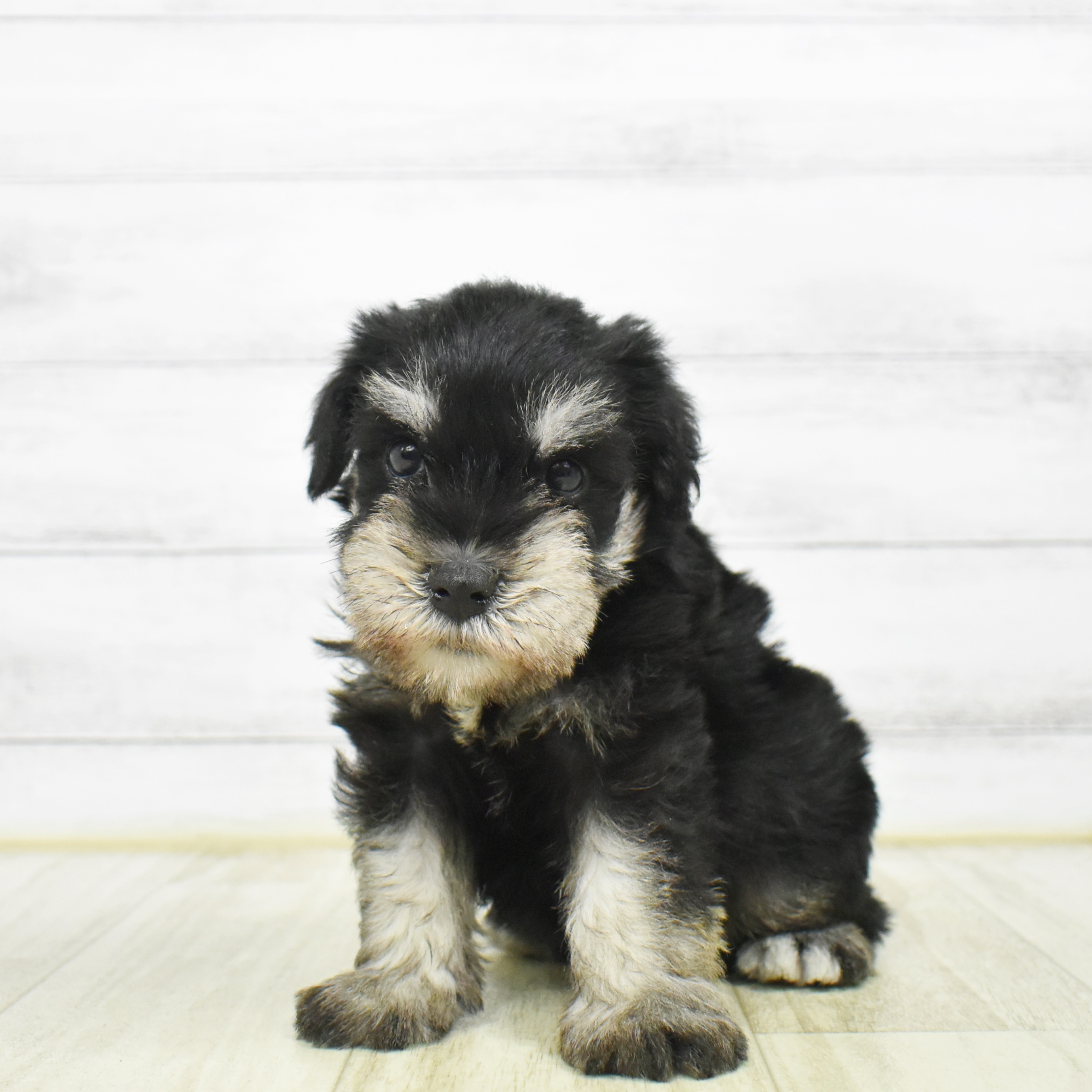 ミニチュア シュナウザー ブラック シルバー 男の子のご紹介 ペットショップ 犬の家 猫の里 子犬だけでなく子猫の情報もたくさん