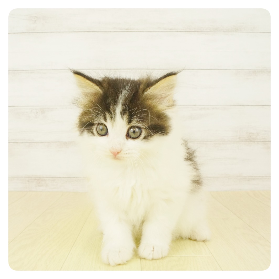ノルウェージャン フォレストキャット キャリコ 女の子のご紹介 ペットショップ 犬の家 猫の里 子犬だけでなく子猫の情報もたくさん