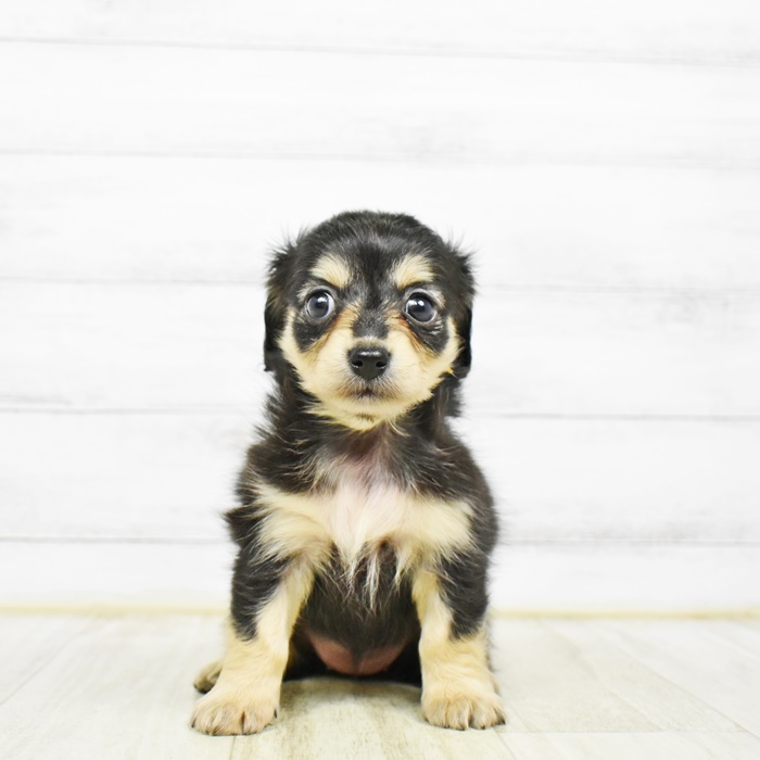ハーフ犬 ブラック タン 女の子のご紹介 ペットショップ 犬の家 猫の里 子犬だけでなく子猫の情報もたくさん