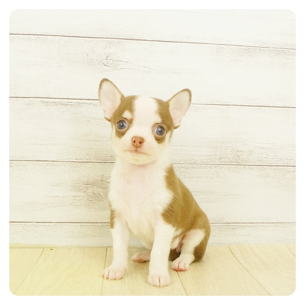 チワワ スムース チョコレート タン ホワイト 男の子のご紹介 ペットショップ 犬の家 猫の里 子犬だけでなく子猫の情報もたくさん