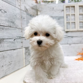 ハーフ犬の写真