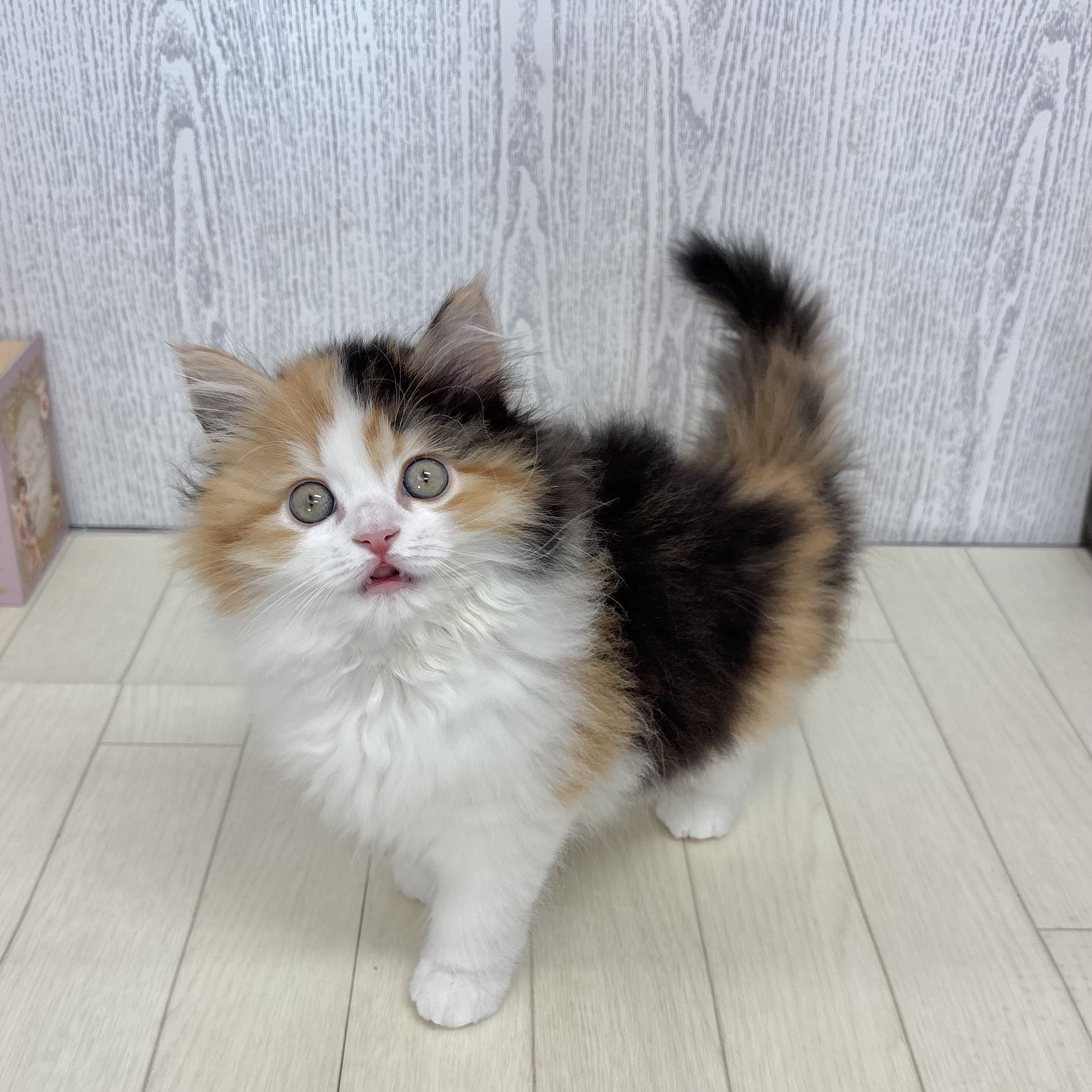 ミヌエットの写真