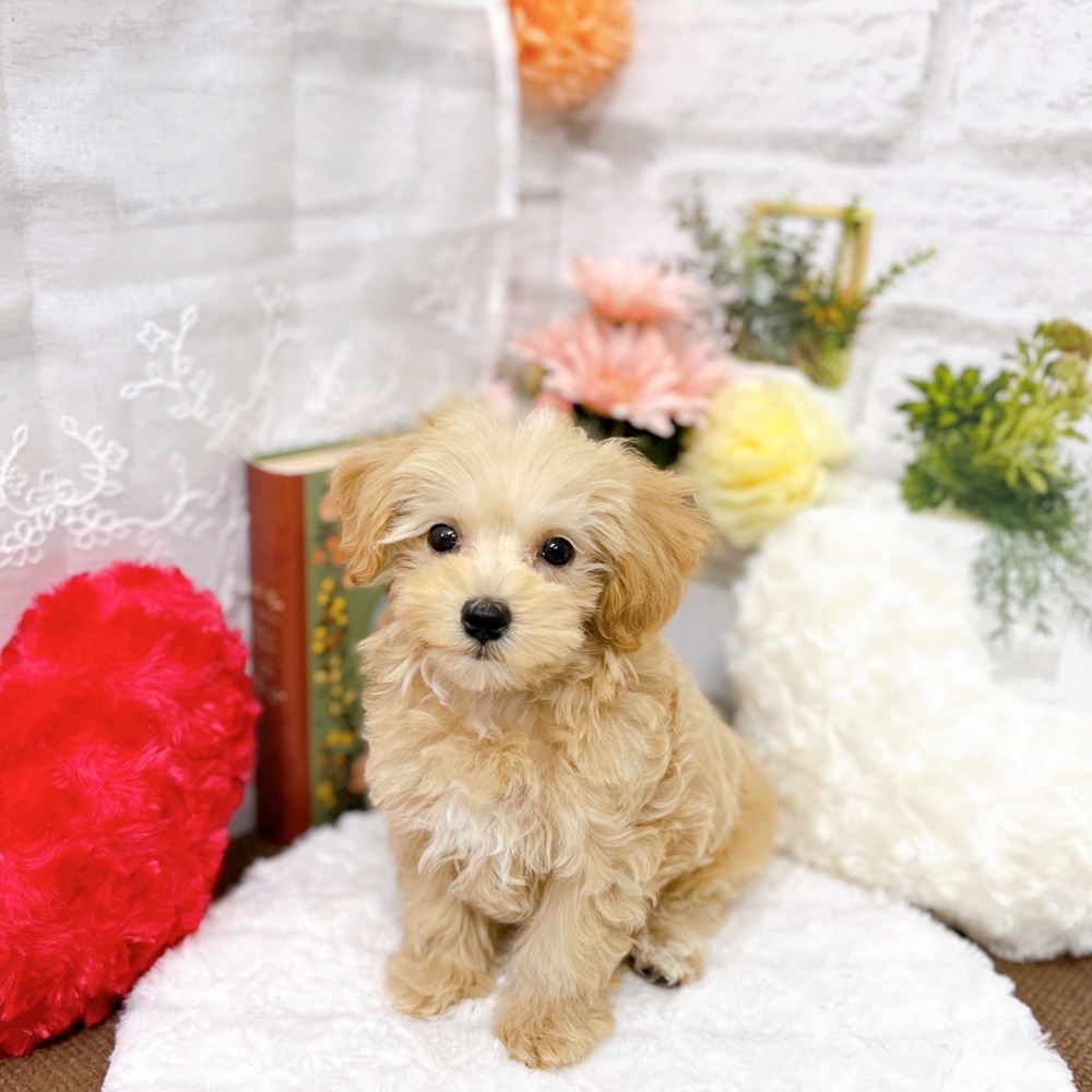 ハーフ犬の写真