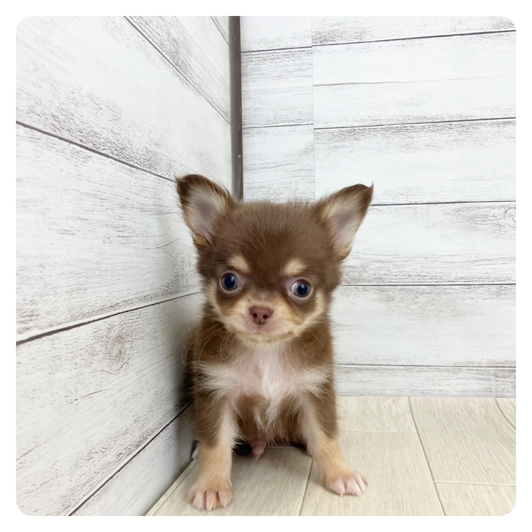 愛知県のチワワ(ロング) (犬の家＆猫の里MiO香久山店/2025年3月2日生まれ/男の子/チョコレートタン)の子犬