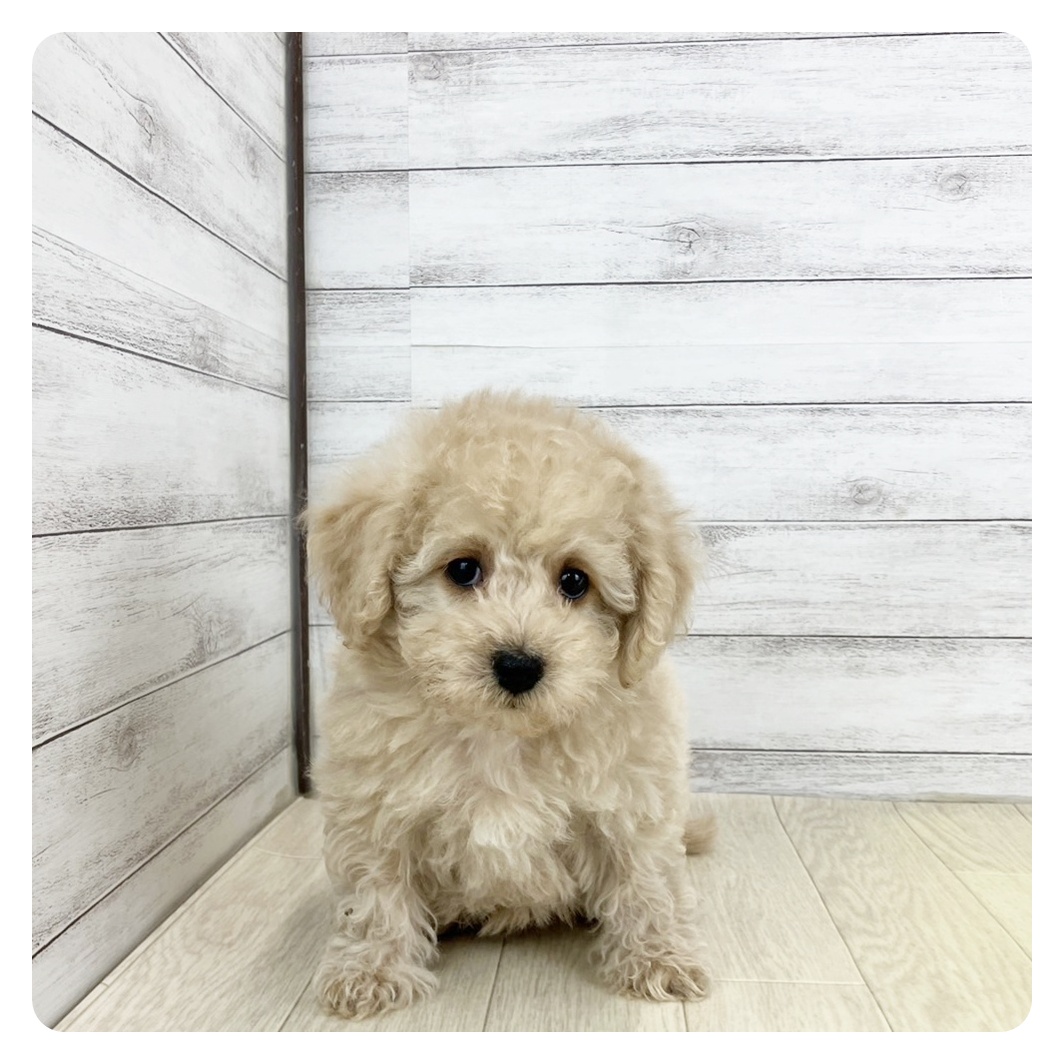 兵庫県のビションプー(ビションフリーゼ×プードル) (犬の家＆猫の里神戸店/2025年3月7日生まれ/男の子/クリーム)の子犬