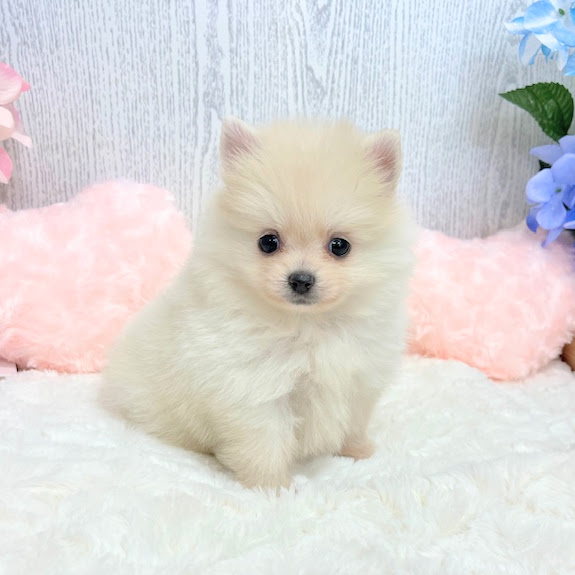神奈川県のポメラニアン (犬の家&猫の里相模原店/2025年3月17日生まれ/女の子/クリーム)の子犬