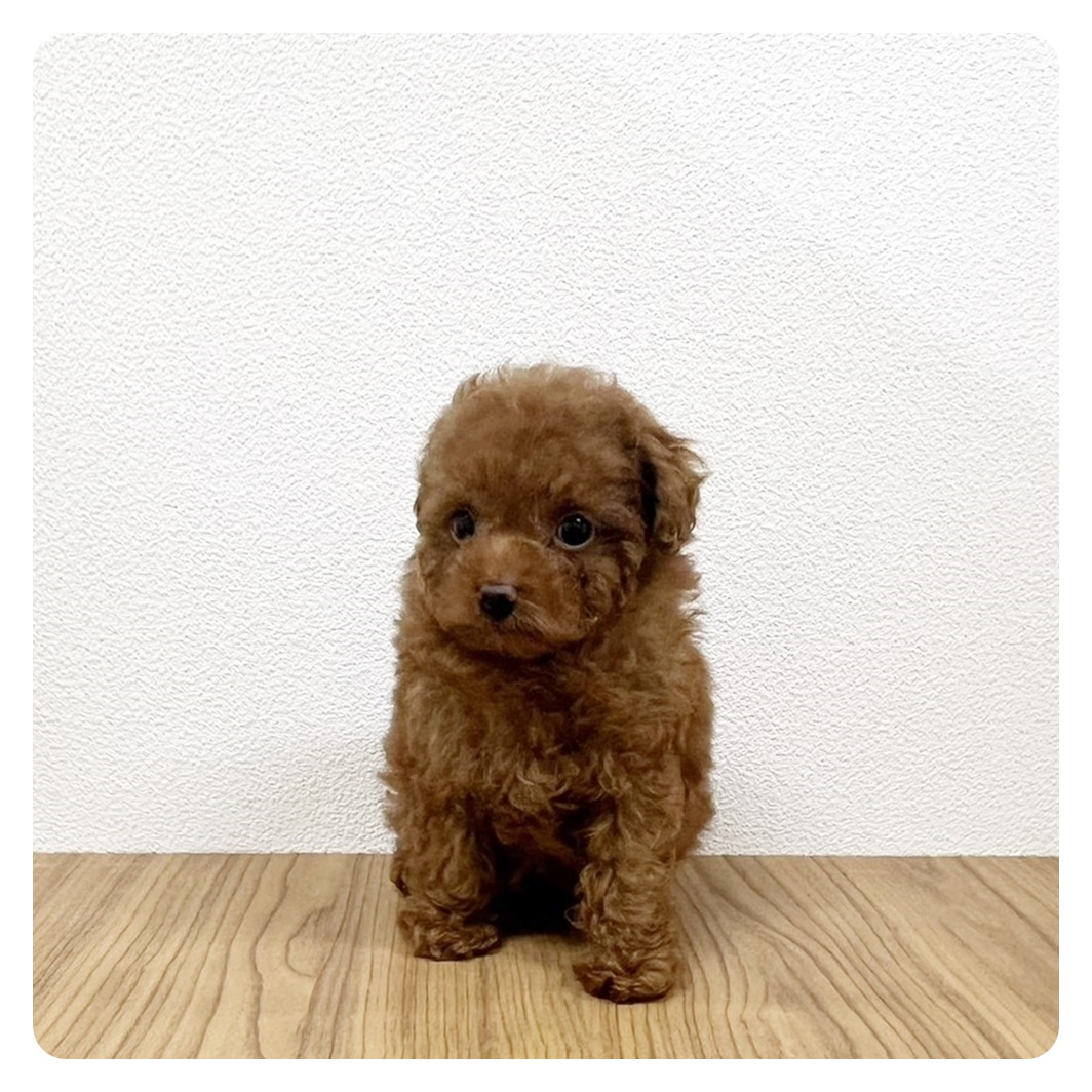 福岡県のトイプードル(トイ) (犬の家＆猫の里トリアス久山店/2025年3月17日生まれ/男の子/レッド)の子犬