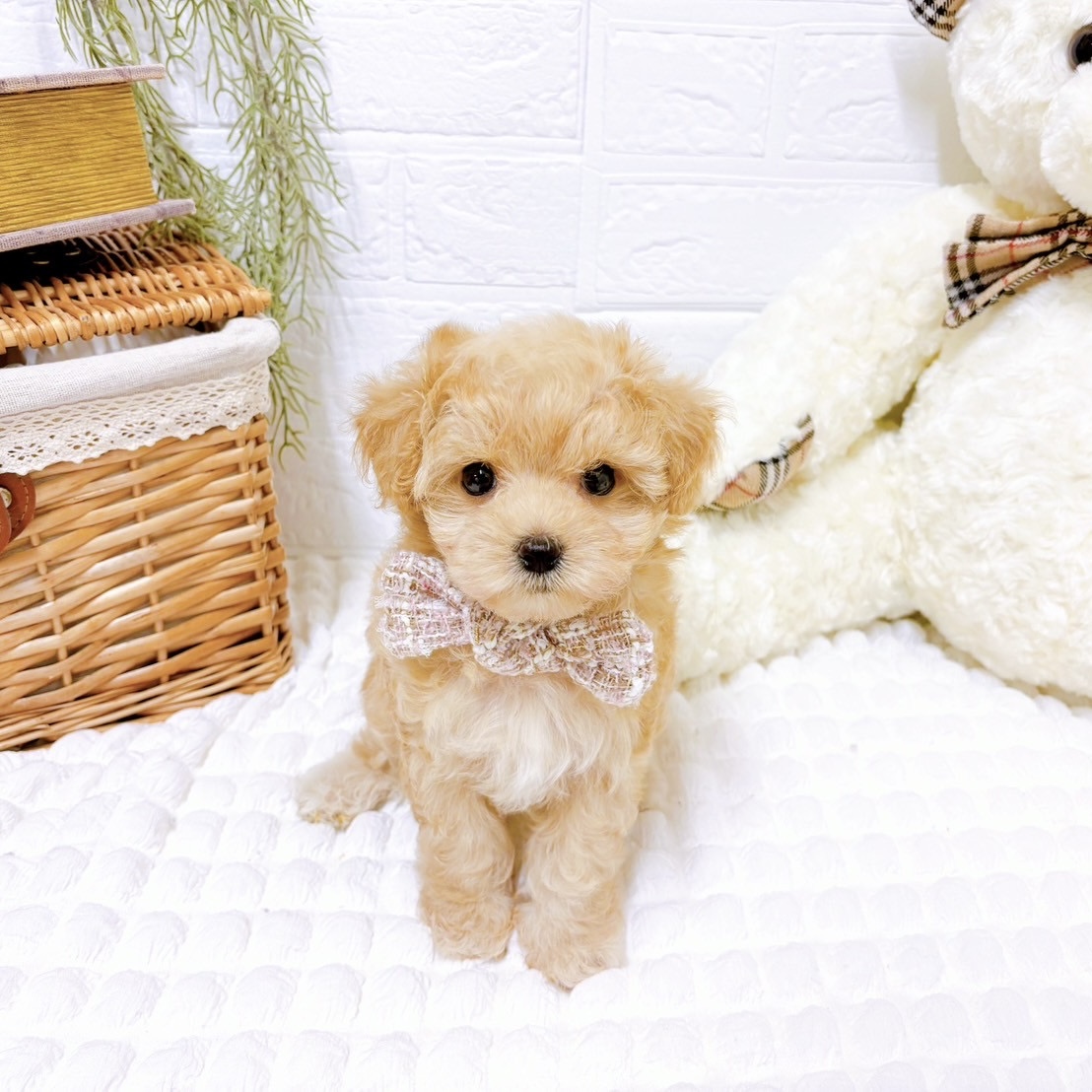 石川県のマルプー(マルチーズ×プードル) (犬の家＆猫の里アミーゴ金沢おこばた店/2025年3月19日生まれ/女の子/クリーム)の子犬