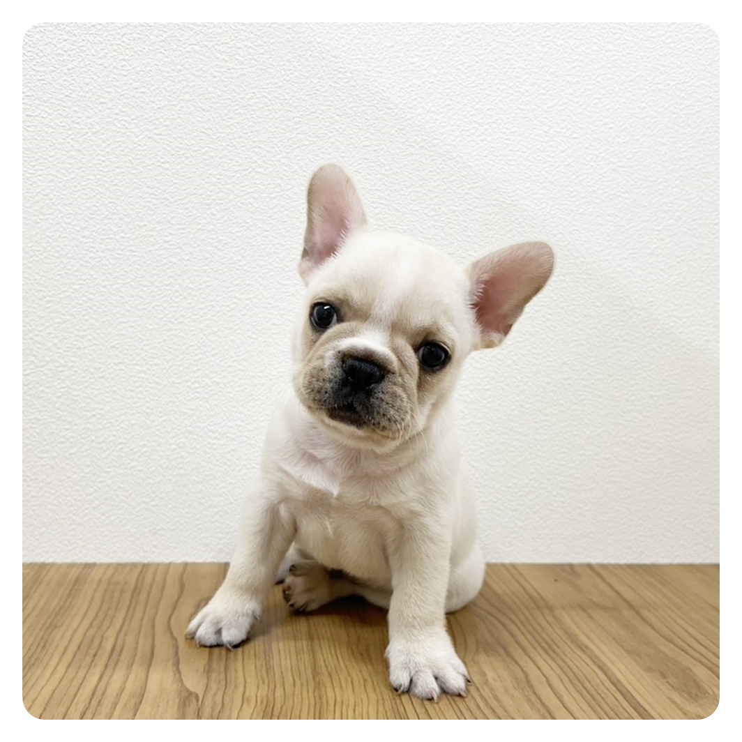 福岡県のフレンチブルドッグ (犬の家＆猫の里トリアス久山店/2025年3月25日生まれ/男の子/クリーム)の子犬