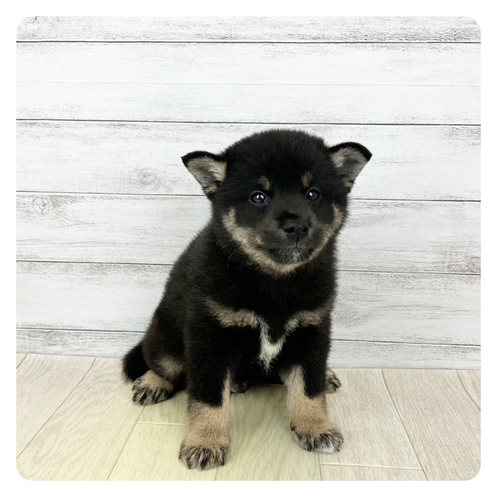 福井県の柴犬(標準サイズ) (犬の家＆猫の里アミーゴ福井大和田店/2025年3月27日生まれ/男の子/黒)の子犬