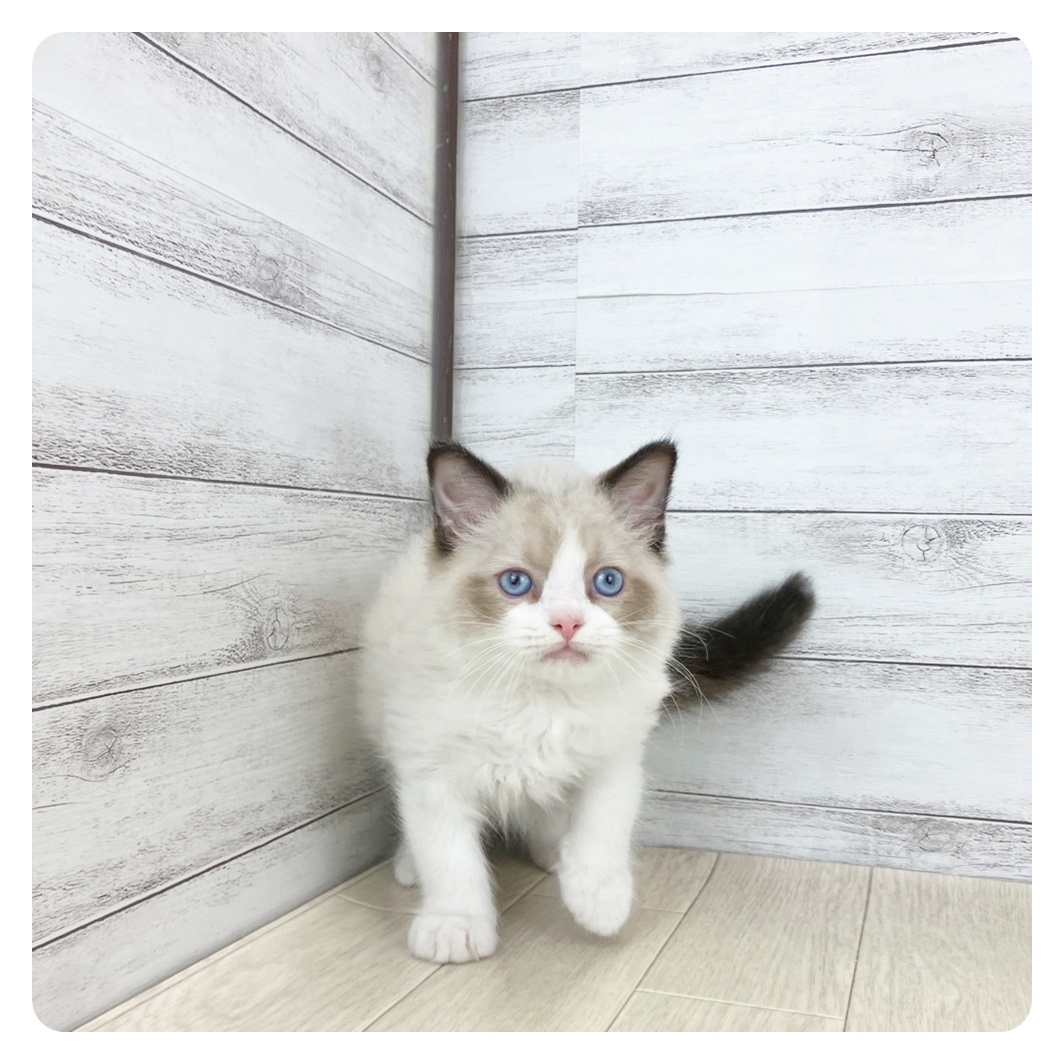 愛知県のラグドール (犬の家＆猫の里春日井本店/2025年3月24日生まれ/男の子/シールポイントバイカラー)の子猫