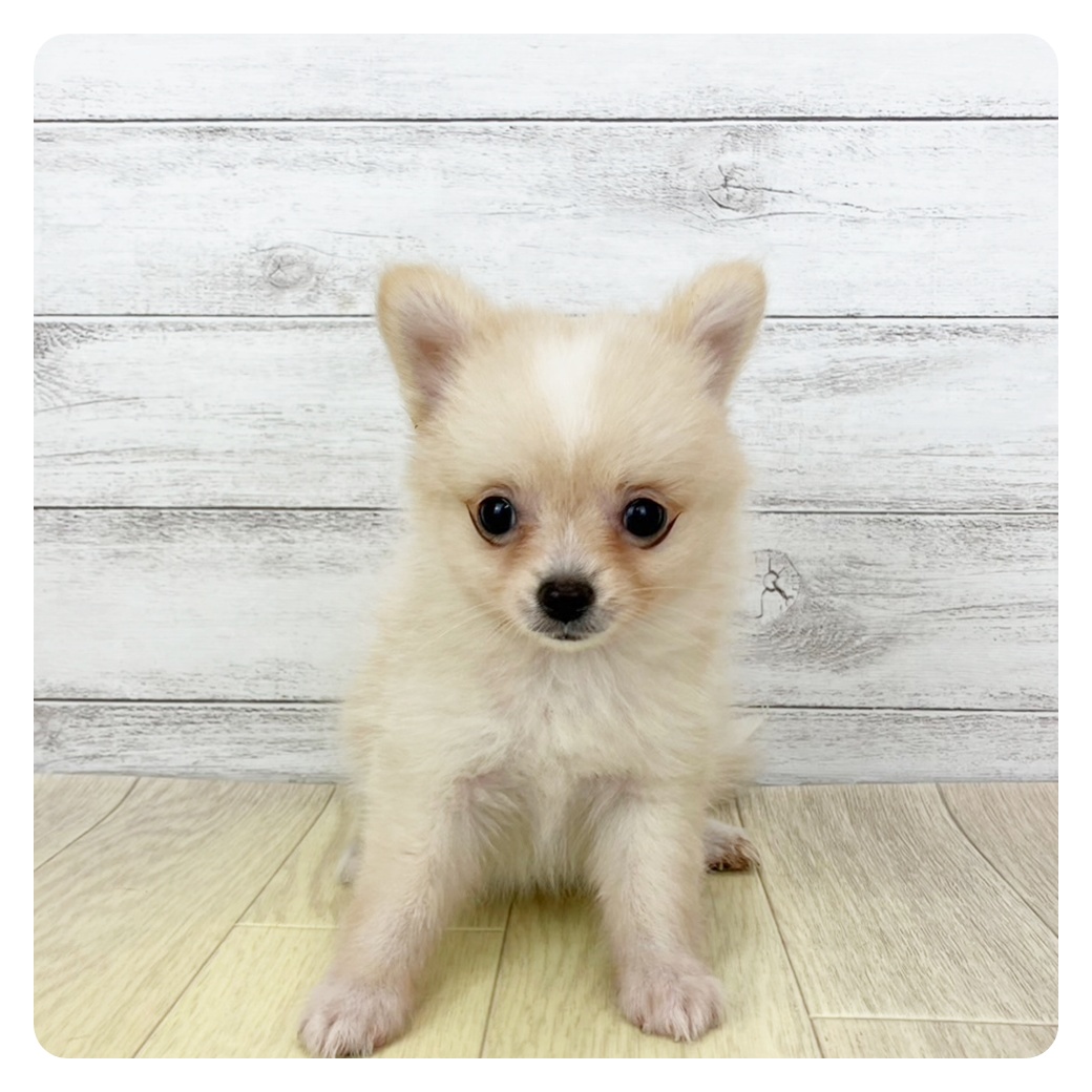 ハーフ犬男の子の写真