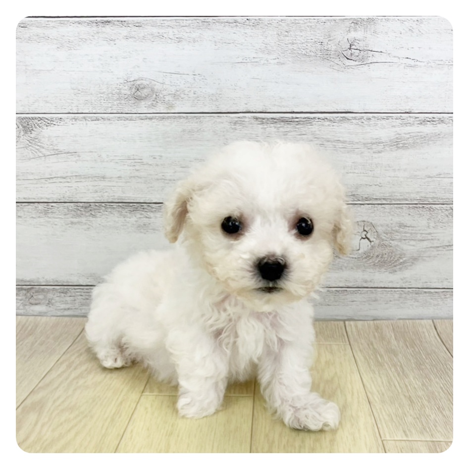 愛知県のビションフリーゼ (犬の家＆猫の里春日井本店/2025年4月6日生まれ/男の子/ホワイト)の子犬