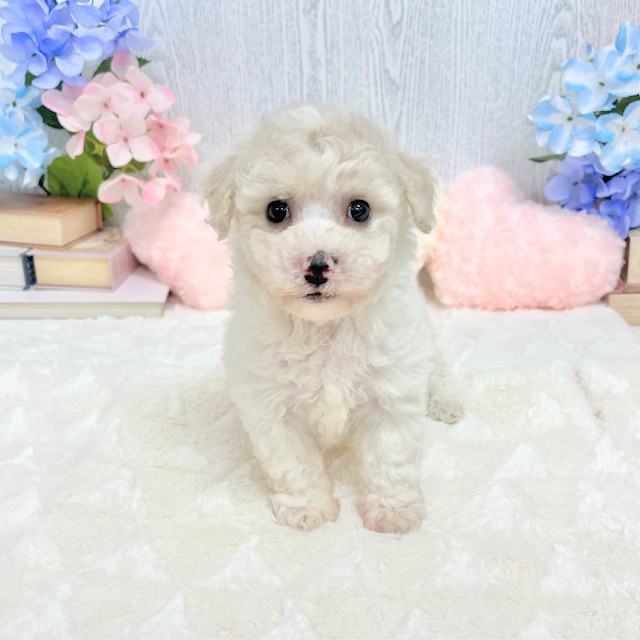 神奈川県のビションフリーゼ (犬の家＆猫の里相模原店/2025年4月7日生まれ/女の子/ホワイト)の子犬
