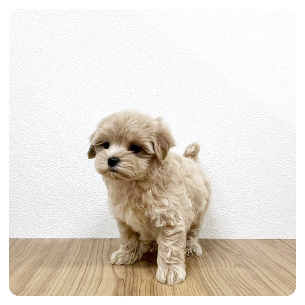 福岡県のマルプー(マルチーズ×プードル) (犬の家＆猫の里トリアス久山店/2025年4月7日生まれ/女の子/アプリコット)の子犬