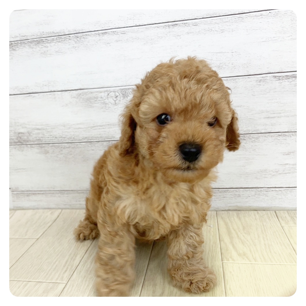 愛知県のトイプードル(トイ) (犬の家＆猫の里七宝店/2025年4月8日生まれ/男の子/アプリコット)の子犬