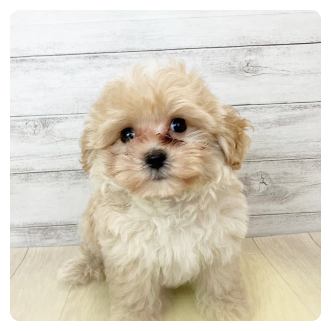 神奈川県のマルプー(マルチーズ×プードル) (犬の家＆猫の里モザイクモール港北店/2025年4月12日生まれ/男の子/クリームホワイト)の子犬